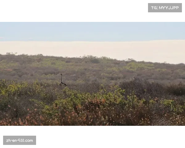 大西洋海岸联盟新赛季观察 北卡焦油踵队状态回升 大西洋海岸联盟新赛季观察 北卡焦油踵队状态回升